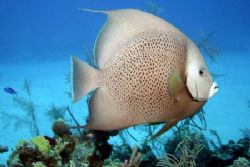 Gray Angelfish. Roaming about the deck of the Oro Verde o... by Allan Vandeford 
